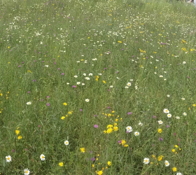 Bloemrijke dijk met Margriet, Groot streepzaad, Knoopkruid, Beemdkroon