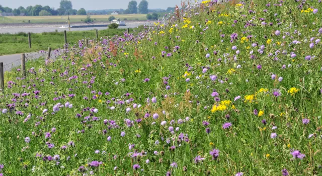 Bloemrijke rivierdijk (foto EurECO)