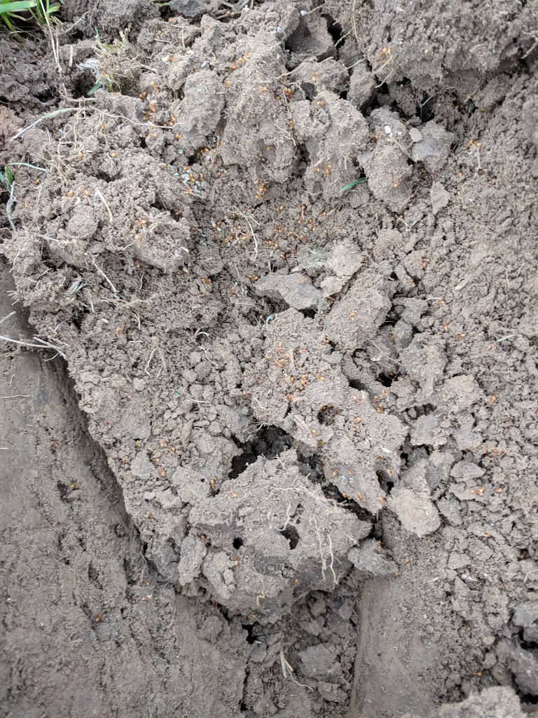 Mierenhopen open gegraven (Aa en Maas)
